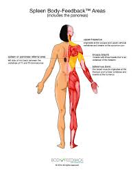 Spleen Meridian Back Body Feedback Acupunctuur Spieren