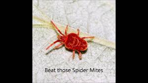 The mites cannot be seen and the bites are not felt, but leave itchy red marks that can resemble a skin rash. How To Get Rid Of Red Spider Mites Youtube
