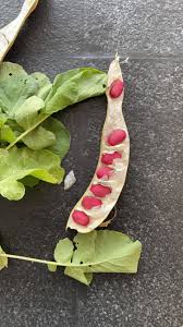 Image result for Canavalia gladiata