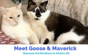 Any cat with shorter hair that sheds less (like rex's and bengals). Adopt A Snowshoe Flame Pt Siamese Cat In Calgary Ab Supplies Included Adopt Goose Maverick