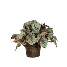 Image result for Begonia