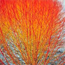 Any loss of flowers through spring pruning is not terribly significant since the small flowers of this dogwood are rather ordinary. Cornus Sanguinea Midwinter Fire Dogwood Tree In A 7 Litre Container Plants Seeds Bulbs Garden Outdoors Mymobileindia Com