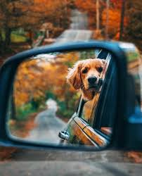 Discover Simple Techniques To Develop Your Dog S Intelligence Eliminate Bad Behavior Rapidly And Create Loving Obedient Pets Fall Dog Dog Photoshoot Animals