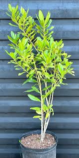 Image result for Myrsine