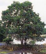 Image result for Sonneratiaceae