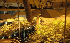 Homeowners are finishing basements to bring in extra living space—and dated design is out. How To Grow Weed Indoors Guide To Growing Marijuana Indoors