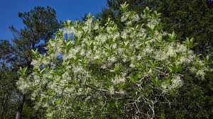 The juicy cells, similar in appearance to caviar, are a delightful surprise in salad dressings. Chionanthus Virginicus Wikipedia