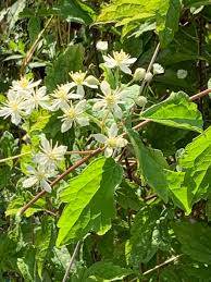 Image result for Galium scabrellum