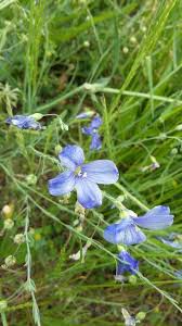 Image result for Linum volkensii