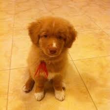 The nova scotia duck tolling retriever is a dog breed that originated in nova scotia, canada. Retriever Nova Scotia Duck Tolling Retriever Nova Scotia Duck Tolling