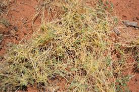Image result for Cuscuta hyalina