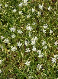 Image result for Stellaria sennii