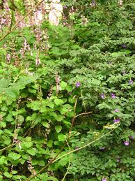 Image result for Tinnea