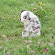 We are looking for a miniature australian shepherd stud for our augi (mini aussie/corgi) female. 5 Things To Know About Miniature Australian Shepherd Puppies Gfp
