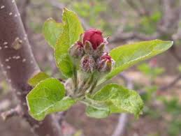 Try to pick or buy seeds of apple trees that do well in your climate zone or else your tree may die once planted outside. Tree Fruit Growth Stages Apple Intermountain Fruit Usu