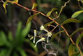 Image result for Solenangis