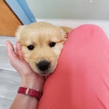 It's a solution for when your pet is ailing and you aren't equipped monetarily to help them. Marcy Lewkiw Regional Operations Director Vca Animal Hospitals Linkedin