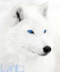 White Wolf With Blue Eyes Tundra Wolves We Heart It Wolf Wolf With Blue Eyes White Wolf White Wolf Dog