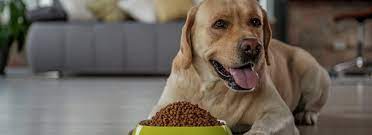 Find here all the pet smart stores in manchester nh. Food For Pets Manchester Nh Pet Supplies