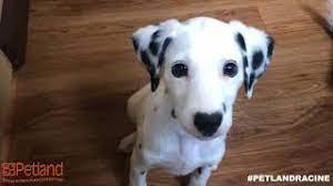 Only roughly 30 percent of residents of illinois own a dog, but that doesn't mean you can't take your favorite pup for a trip there! Petland Round Lake Beach Il Premium Pets Supplies For Purchase