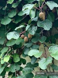 A summary of kiwi facts. Kiwi Fruits Growing On A Kiwi Tree Closeup View Close Up Nature Stock Photo 242923922