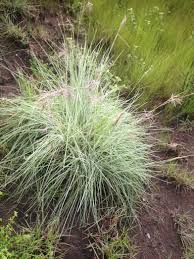 Image result for Andropogon fastigiatus