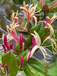Image result for Lonicera