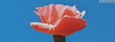 Green thumb | plants on pink plant aesthetic, aesthetic colors, aesthetic art,. Aesthetic Pink Rose Flower Facebook Cover Photo