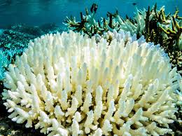 Coral Bleaching on the Great Barrier Reef May Get a Lot Worse in ...