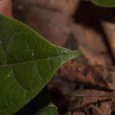 Image result for Rhabdophyllum arnoldianum