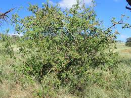 Image result for Cordia monoica