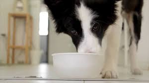 2212 david dr, метари, la 70003, usa. Animal Care Center Pet Hospital Home Facebook