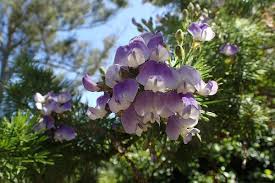 Image result for Psoralea