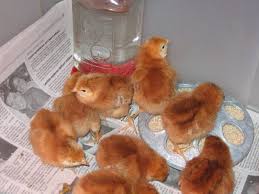A viral infection can be identified by the following symptoms: Rhode Island Reds Chicks Our Little Rhode Island Red Chicks Arrived Today I Had Originally Rhode Island Red Rhode Island Red Chickens Baby Chicks