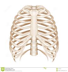 Ribs act like a cage of bones around your chest. Picture Of What Is Under Your Rib Cage Is Your Heart Under Your Third Rib Picture Of What Is Fibromyalgia Costochondritis Chest Rib Cage Pain Under Inflammation Symptoms