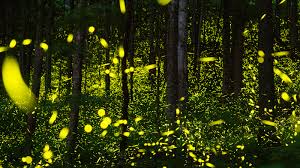 نتیجه جستجوی لغت [fireflies] در گوگل