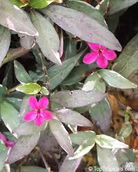 Image result for Barleria spinulosa