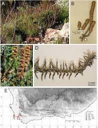 Image result for Stoebe vulgaris