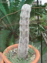 All about cactus care, cactus houseplants, cactus flowers, cactus plants, cactus room decor, cactus indoor, cactus varieties, cactus care tips, how to grow cactus, types of cactus, cactus mini garden the lighting needs of succulents and cacti are more nuanced than just placing them on a windowsill. Plantfiles Pictures Astrophytum Bishop S Cap Bishop S Hat Bishop S Miter Cactus Onzuka Astrophytum Myriostigma By Cactus Lover