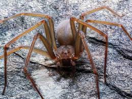 Juhu, meine schwiegermutter hat die spinnen auch im garten.das sind so kleine schwarze spinnen mit einer kleiner rundung auf dem rücken.wenn ich auf die steine trete, kommen weiss ich wie viele.wir dachten es liegt vielleicht am teich aber das sind vermutungen.wir leben auch ziehmlich ländlich kann auch sein daher auf jedenfall stört es.aber glaub ich was dran machen kann man nicht.das. Neue Spinnenart Gift Der Geigenspinne Zersetzt Menschenfleisch Bildderfrau De