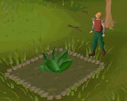 Farming Old School Runescape Wiki Fandom