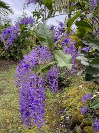 Image result for Petrea volubilis