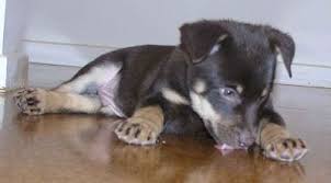 Training Your Australian Kelpie To Listen To You Australian Kelpie Australian Sheep Dogs Dingo Dog