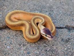 Black Head Lemon Blast Genetic Stripe Black Head Genetic Stripe Pastel Pinstripe Ball Python Ball Python Morphs Cute Reptiles