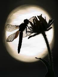 Black And Blue Widow Skimmer Dragonfly Widow Skimmer Dragonfly Libellula Luctuosa Dragonfly Dragonfly Dreams Good Night Moon
