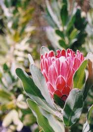 Image result for Platycoryne protearum