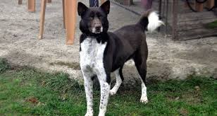 Protection Sought For Turkish Zerdava Dog Breed Daily Sabah