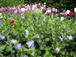 The common periwinkle or vinca minor is an evergreen plant. Periwinkle Plants How To Grow And Look After Periwinkles Saga