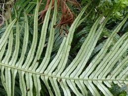 Image result for Blechnum attenuatum