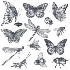 Black And White Insect Drawings Insects And Wildflowers Vector Set Tattoos Bug Tattoo Wildflower Drawing
